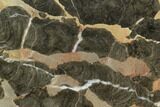 Polished Linella Avis Stromatolite Slab - Million Years #129156-1